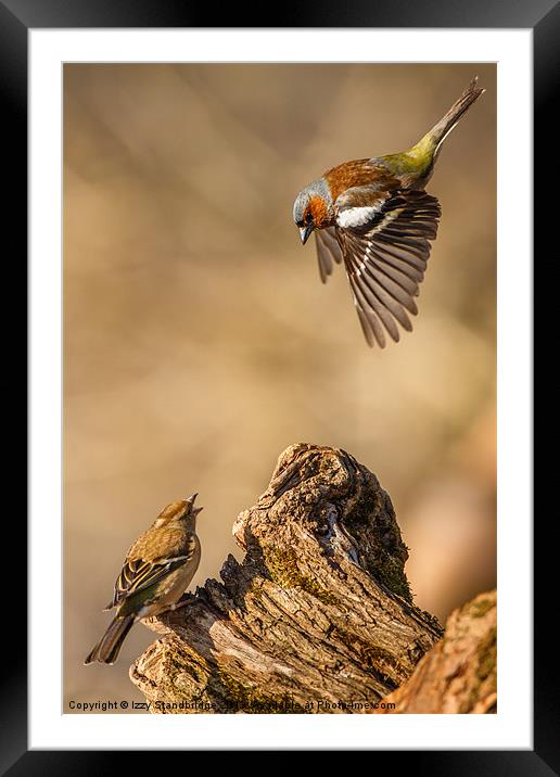 Divebombing chaffinch Framed Mounted Print by Izzy Standbridge