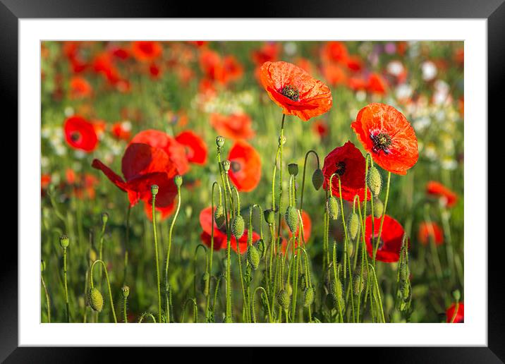 Red Poppies Framed Mounted Print by Stephen Mole