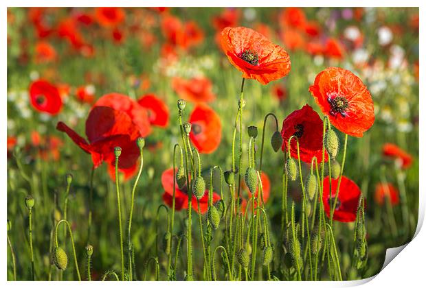 Red Poppies Print by Stephen Mole