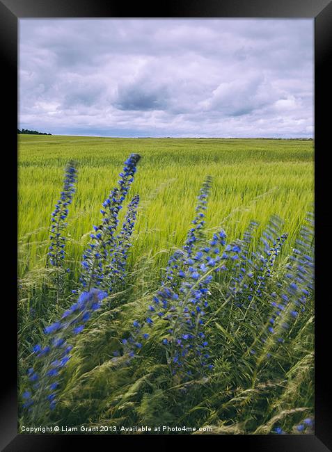 Wind blown Vipers Bugloss Echium vulgare growing w Framed Print by Liam Grant