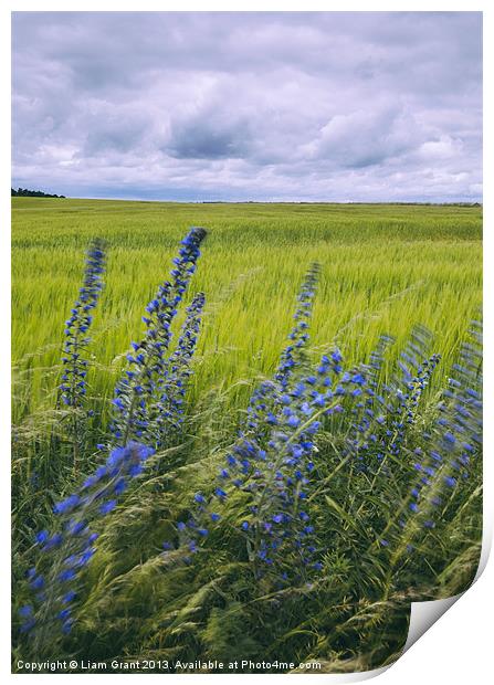 Wind blown Vipers Bugloss Echium vulgare growing w Print by Liam Grant