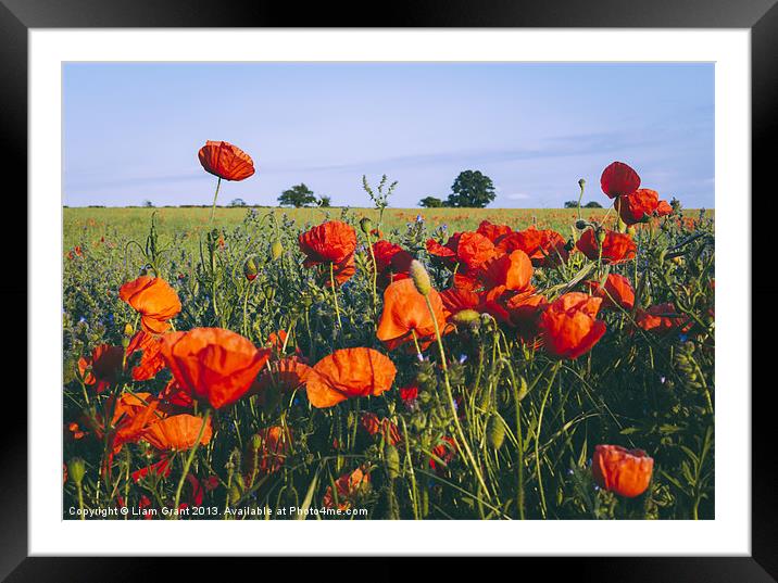 Poppies growing wild in a field of rapeseed. Framed Mounted Print by Liam Grant