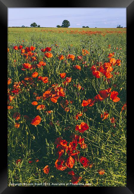 Poppies growing wild in a field of rapeseed. Framed Print by Liam Grant