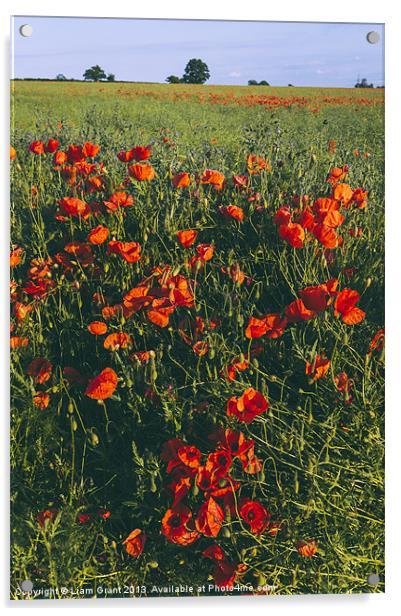 Poppies growing wild in a field of rapeseed. Acrylic by Liam Grant