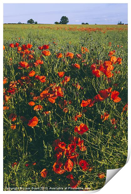 Poppies growing wild in a field of rapeseed. Print by Liam Grant