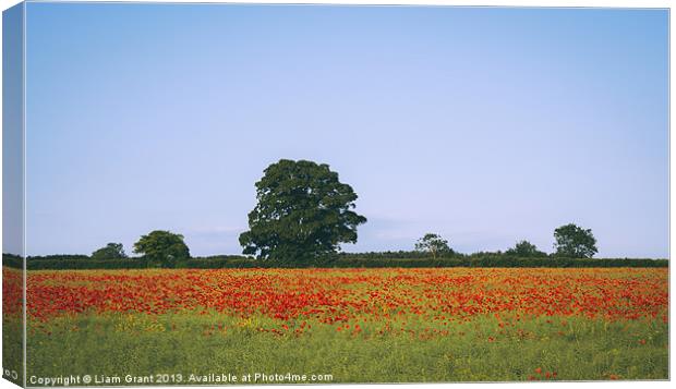 Poppies growing wild in a field of rapeseed. Canvas Print by Liam Grant