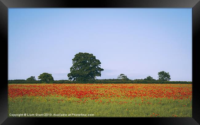 Poppies growing wild in a field of rapeseed. Framed Print by Liam Grant