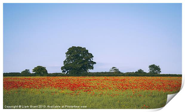 Poppies growing wild in a field of rapeseed. Print by Liam Grant
