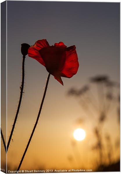 Among the Poppies Canvas Print by Stuart Gennery
