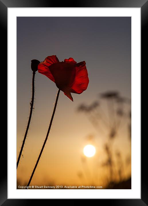 Among the Poppies Framed Mounted Print by Stuart Gennery