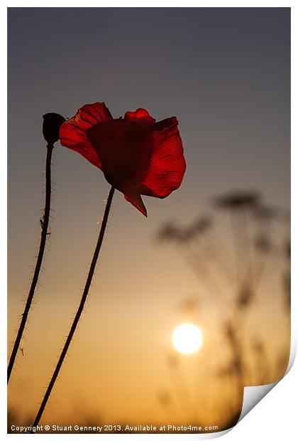 Among the Poppies Print by Stuart Gennery