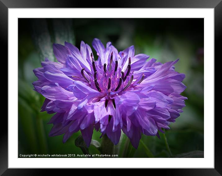 Purple Again Framed Mounted Print by michelle whitebrook