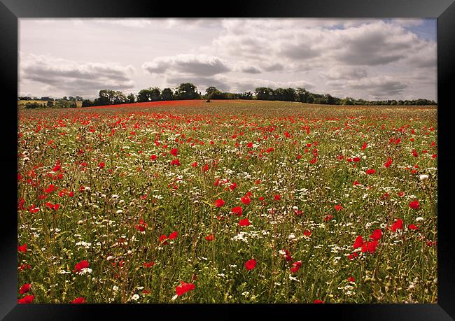 Poppies on the Hill Framed Print by Dawn Cox