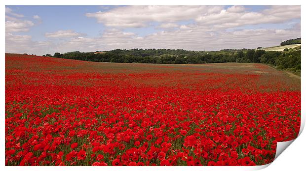 Sea of Red Print by Dawn Cox