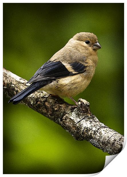 YOUNG BULLFINCH #1 Print by Anthony R Dudley (LRPS)