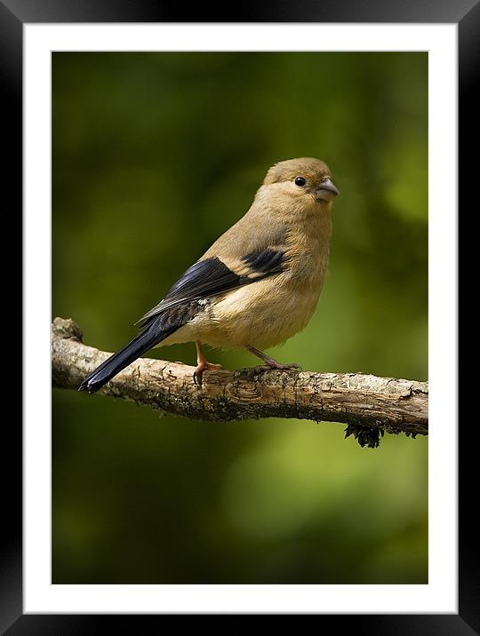 YOUNG BULLFINCH #2 Framed Mounted Print by Anthony R Dudley (LRPS)