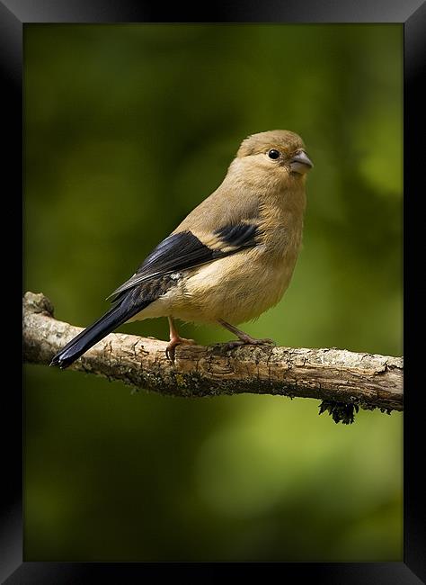 YOUNG BULLFINCH #2 Framed Print by Anthony R Dudley (LRPS)