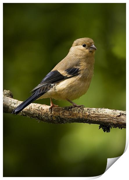 YOUNG BULLFINCH #2 Print by Anthony R Dudley (LRPS)