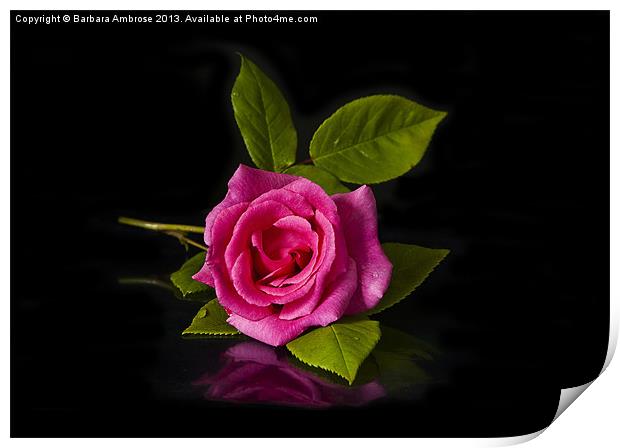 Rose Reflection Print by Barbara Ambrose
