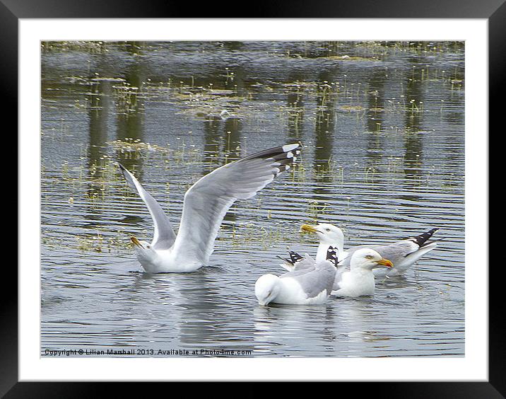 Seagulls Bathing. Framed Mounted Print by Lilian Marshall