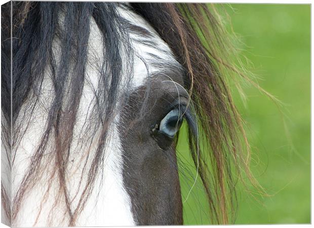 Blue Eyed Horse Canvas Print by Ursula Keene