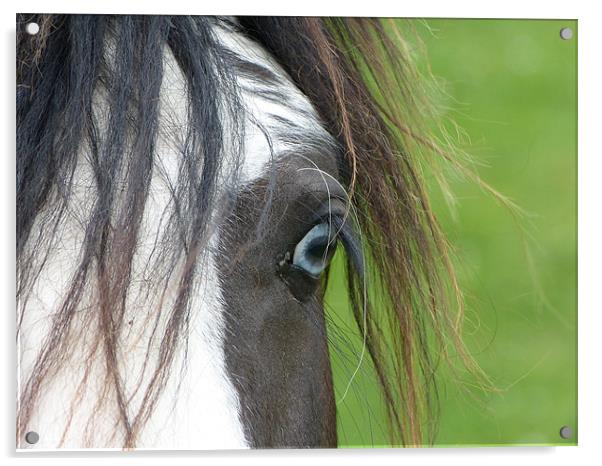 Blue Eyed Horse Acrylic by Ursula Keene