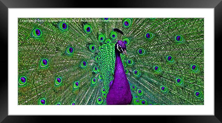 In all his glory Framed Mounted Print by K7 Photography