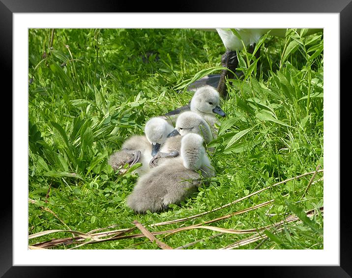 Four Cygnets Few Days Old Framed Mounted Print by Ursula Keene