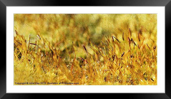 Mossy 2 Framed Mounted Print by Julie Coe