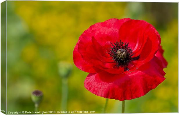 Poppy against Yellow background Canvas Print by Pete Hemington