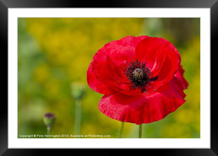 Poppy against Yellow background Framed Mounted Print by Pete Hemington