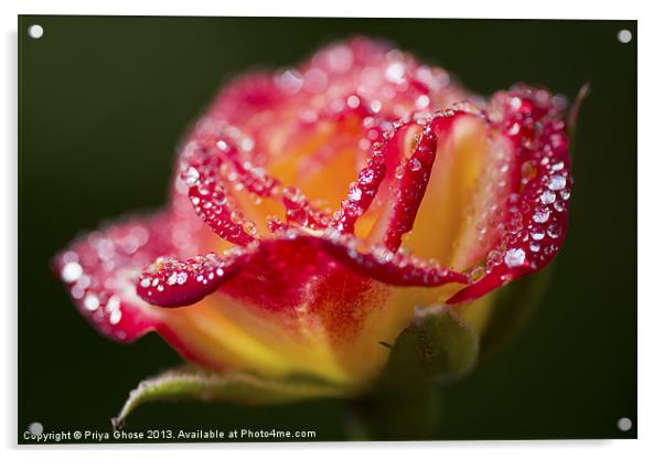 Raindrops On A Rose Acrylic by Priya Ghose