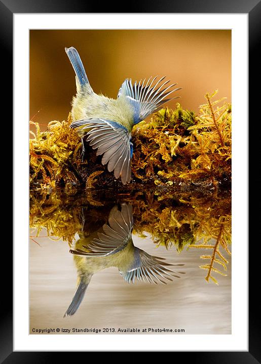 Bluetit fishing! Framed Mounted Print by Izzy Standbridge
