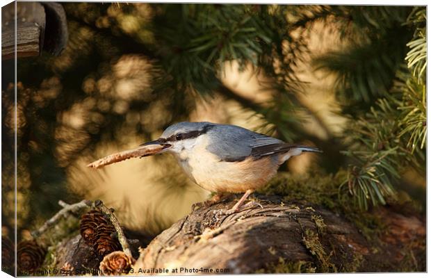 Nuthatch gathers nesting material Canvas Print by Izzy Standbridge