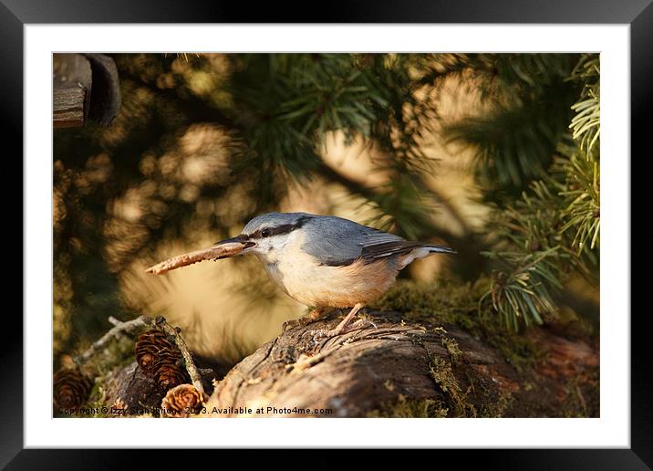 Nuthatch gathers nesting material Framed Mounted Print by Izzy Standbridge