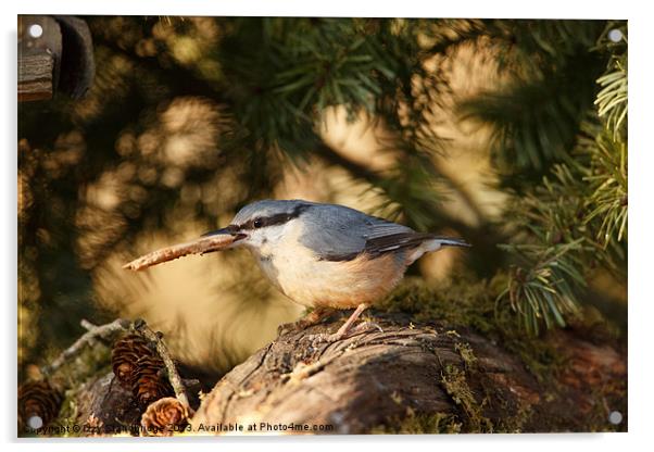 Nuthatch gathers nesting material Acrylic by Izzy Standbridge