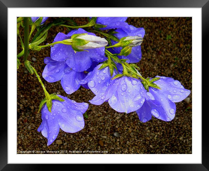CAMPANULA BELL FLOWERS Framed Mounted Print by Jacque Mckenzie