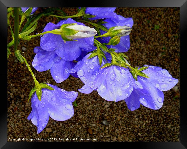 CAMPANULA BELL FLOWERS Framed Print by Jacque Mckenzie