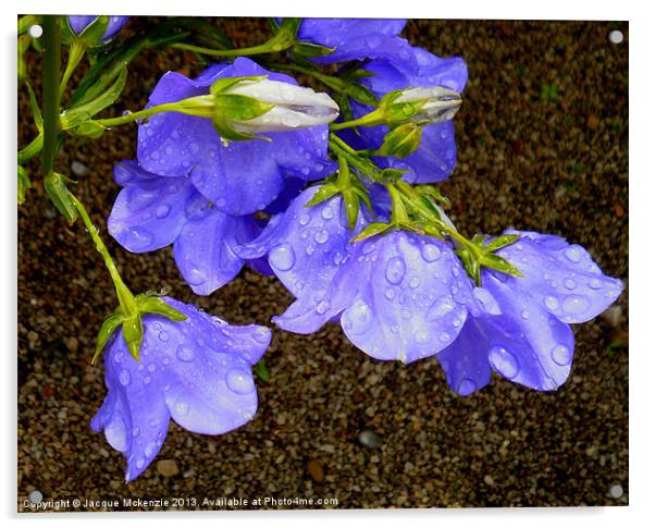 CAMPANULA BELL FLOWERS Acrylic by Jacque Mckenzie