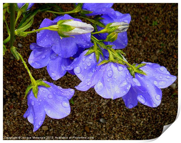 CAMPANULA BELL FLOWERS Print by Jacque Mckenzie