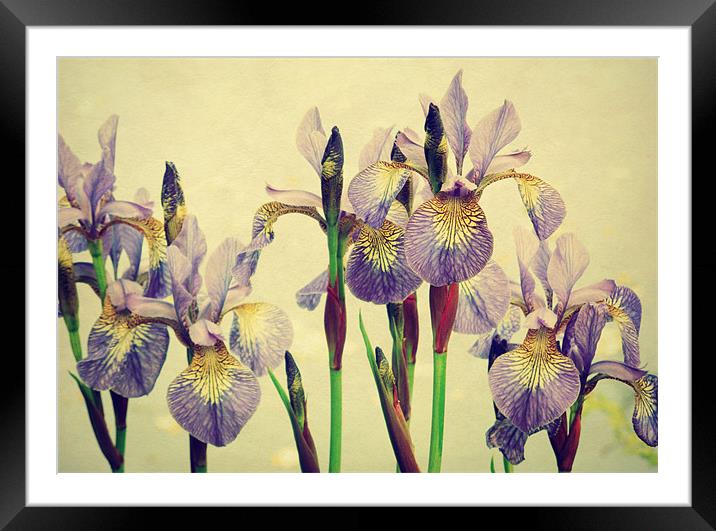 vintage irises Framed Mounted Print by Heather Newton