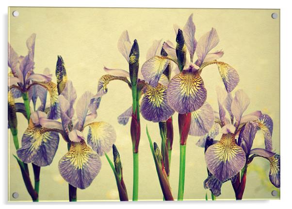 vintage irises Acrylic by Heather Newton