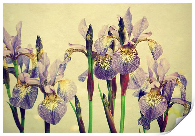 vintage irises Print by Heather Newton