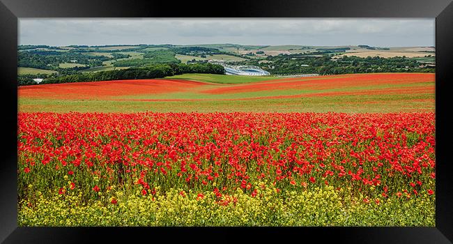 Poppy Field in Sussex Framed Print by sam moore