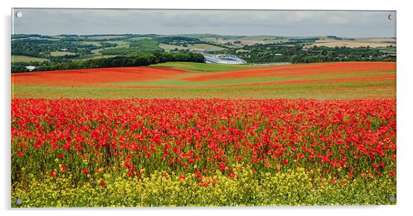 Poppy Field in Sussex Acrylic by sam moore