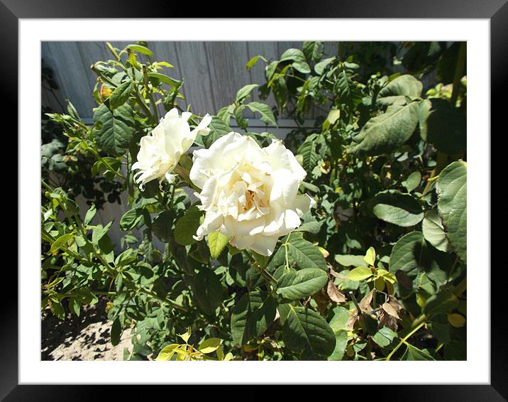 White Rose Framed Mounted Print by Torri Gonzales