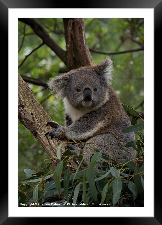 Koala - Is This A Cute Look? Framed Mounted Print by Graham Palmer