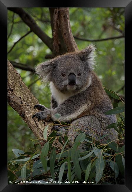 Koala - Is This A Cute Look? Framed Print by Graham Palmer