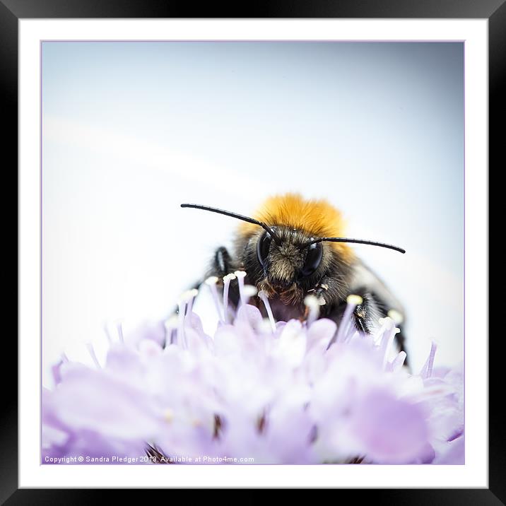 Male Tree Bee Framed Mounted Print by Sandra Pledger