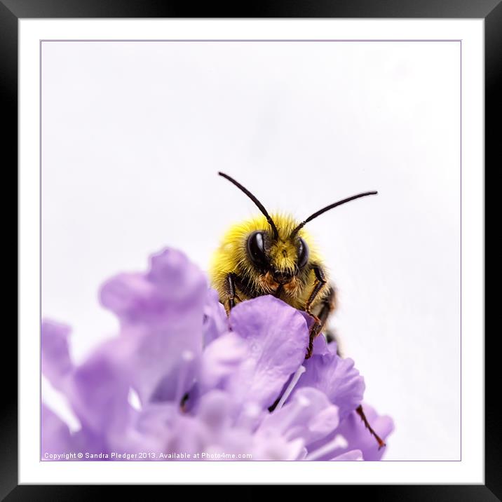 Male early Bumble Bee Framed Mounted Print by Sandra Pledger